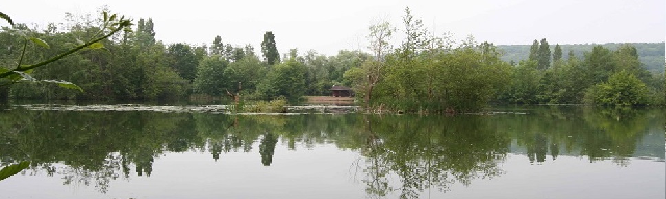 etang carpe