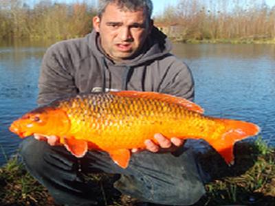 Etang Bleu peche a la carpe en normandie