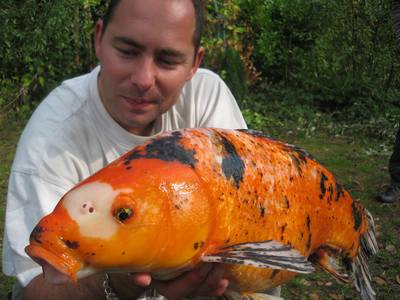 Juju peche a la carpe en normandie