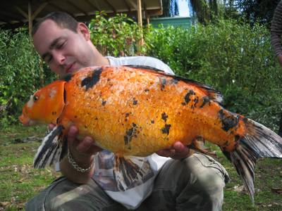 Juju peche a la carpe en normandie