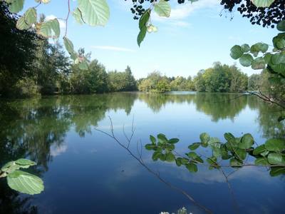 Pads Lake peche a la carpe en normandie